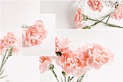 Pink Carnations Bundle, a Product Mockup by Peppermint &Tea (Thumbnail 5 of 6)