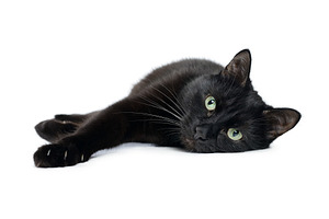 Black cat lying on its side on white, an Animal Photo by FedotovAnatoly