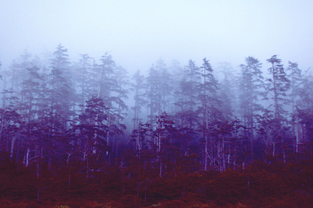 Rainforest Stock Photograph preview 5