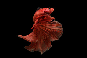 Siamese betta fish stock photo containing betta fish and betta