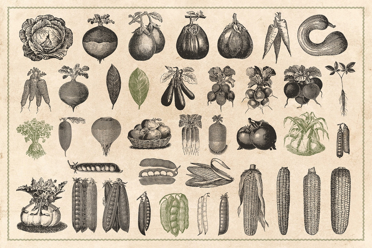 150 Vintage Vegetables (Vector), a Food Illustration by Brigantine Designs (Photo 6 of 7)