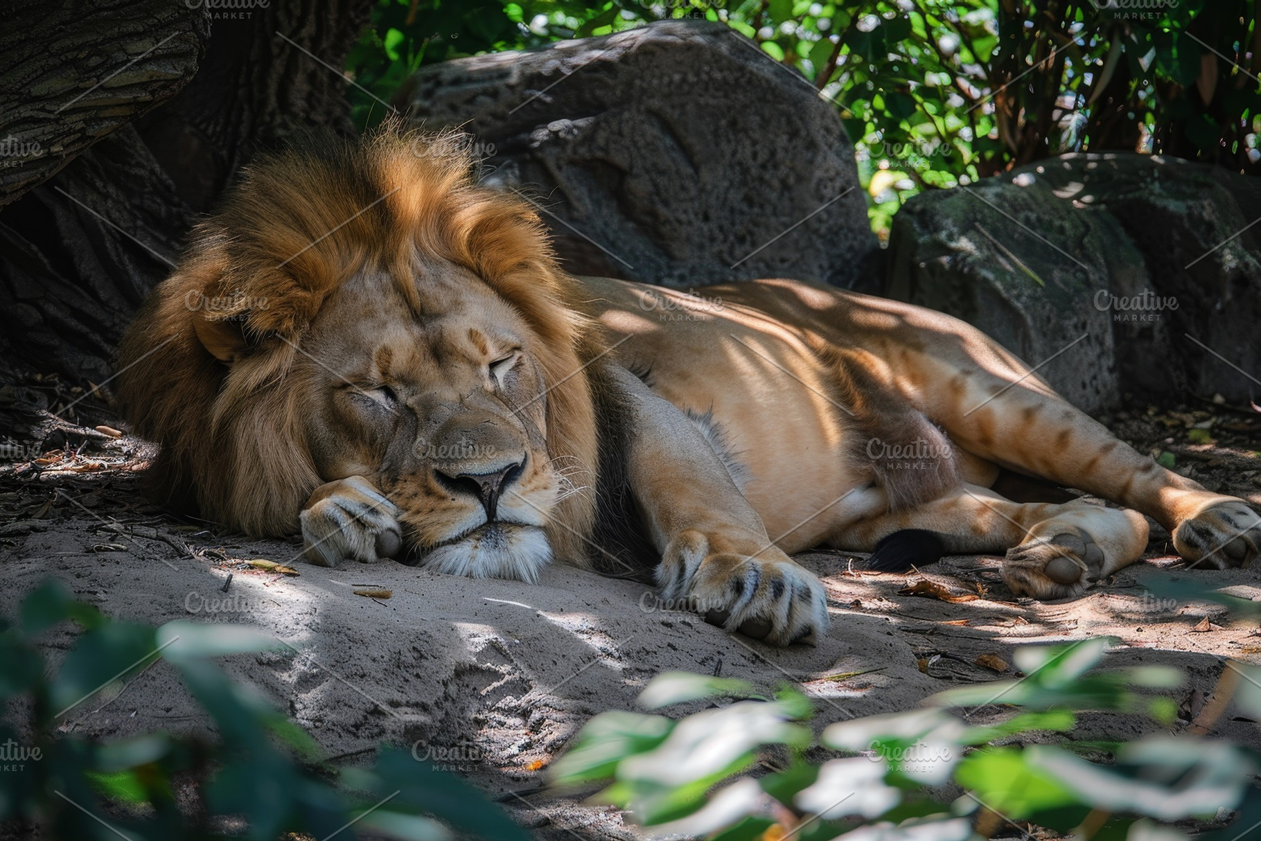 A large lion laying down on top of a, a Photo by Iftikhar Alam