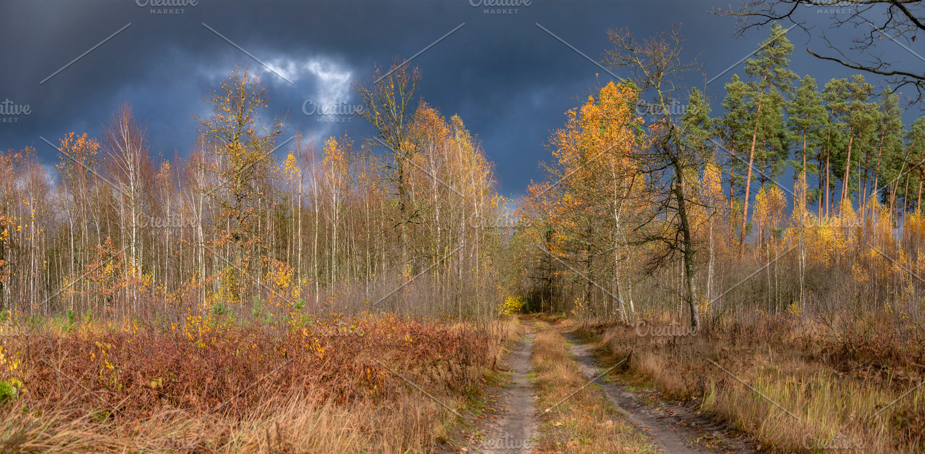 road through an autumn forest. Golden leaves on the trees, a Photo by Pictures for you!!!!!!!!!