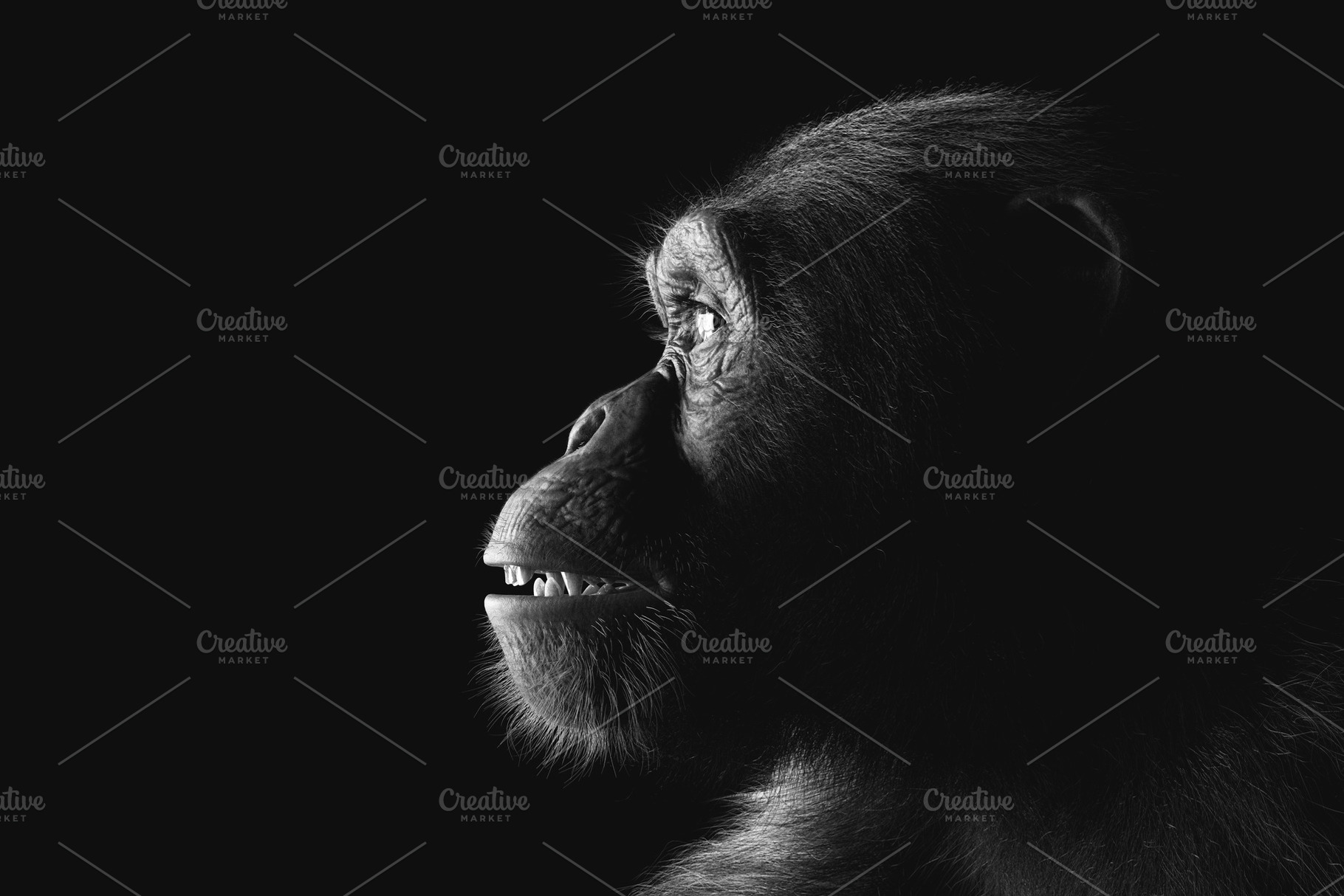Chimpanzee monkey face portrait, an Animal Photo by Photocreo Michal Bednarek