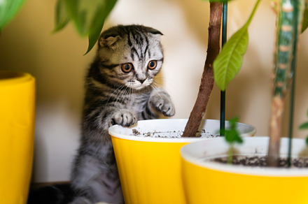 Cat little kitten in green garden