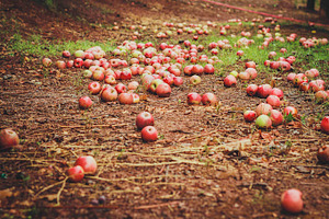 Fallen Apples, a Food & Drink Photo by Lemonee on the Hills