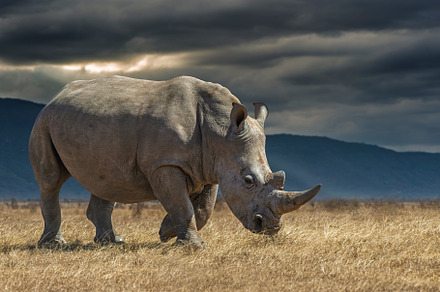 African rhinoceros in the dry grass during sunset in the savanna, an Animal Photo by Byrdyak