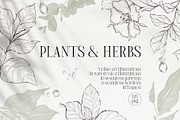 PLANTS & HERBS illustrations set, a Healthcare Illustration by Yuliia Lashevska (Thumbnail 1 of 14)