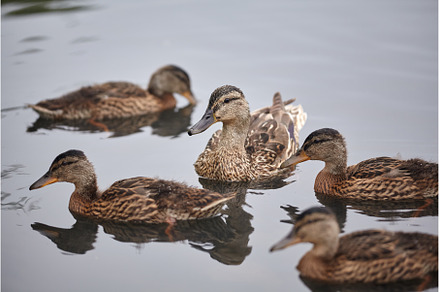 Group of wild ducks swimming in the, an Animal Photo by Rohan Photography
