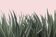 Plants on Pink ~ 4 Stock Photos, a Nature Photo by Dee Andreoli Photography (Thumbnail 4 of 5)