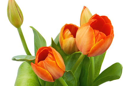 Bouquet of Red Tulips, a Background Photo by HighRes Pictures