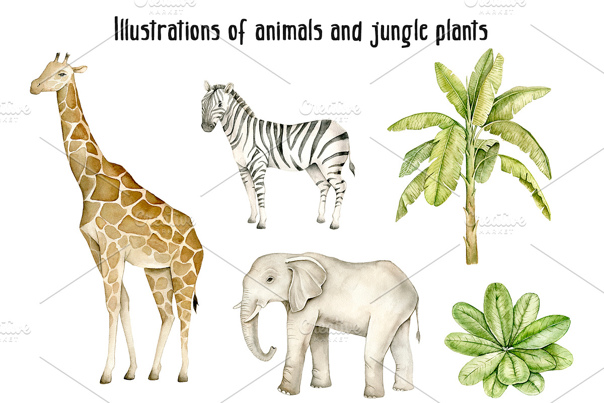 Jungles watercolor clip art, an Animal Illustration by Eves_Aquadreams (Photo 3 of 12)