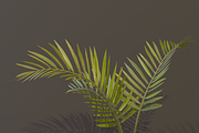The Alexandra Palm Bush, a Plants & Tree 3D Model by FuturePastCreatives (Thumbnail 14 of 15)