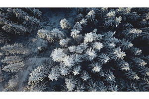 Top Down Snow Conifer Forest At