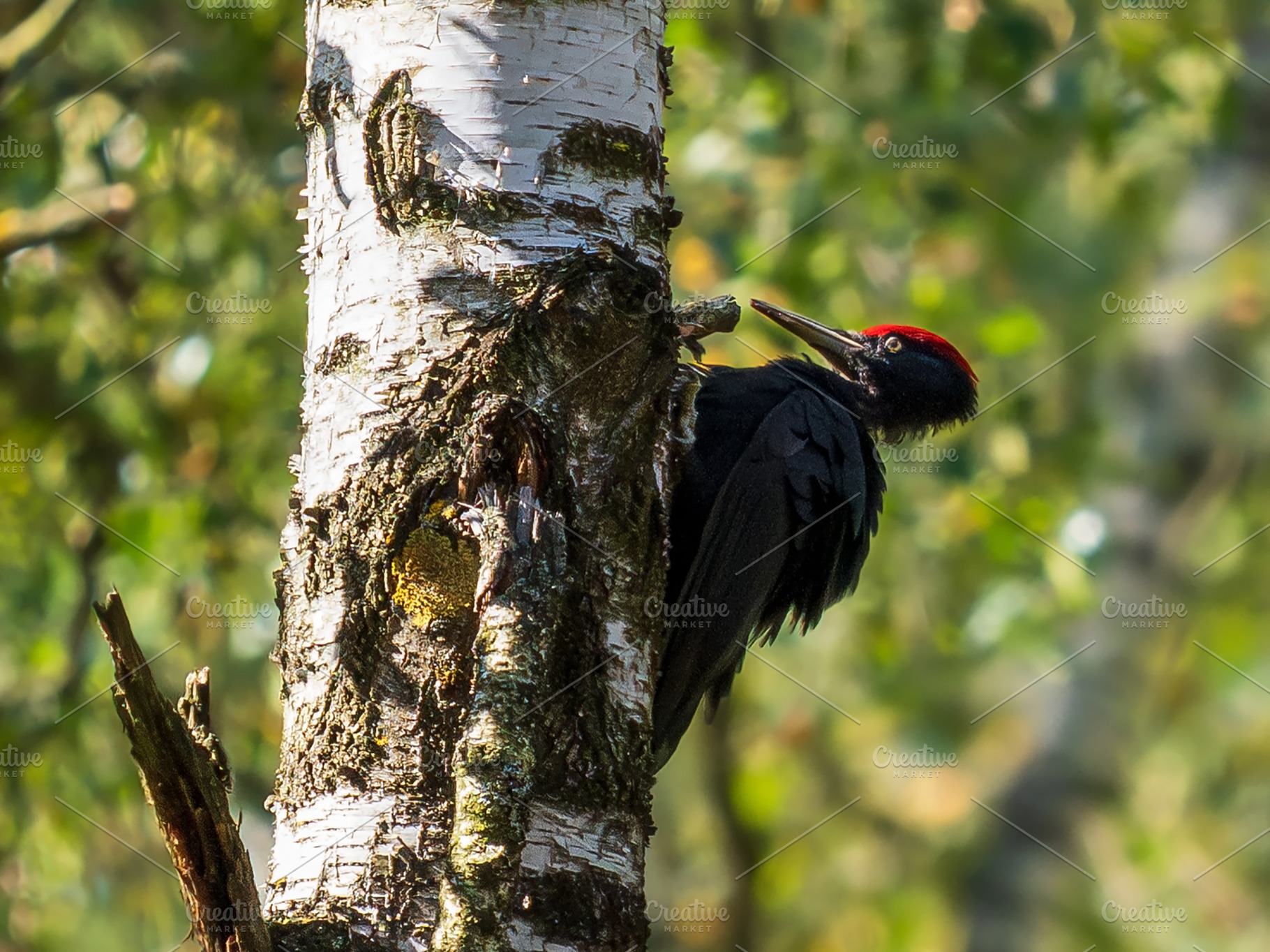 Black woodpecker, dryocopus martius, an Animal Photo by Fascinadora
