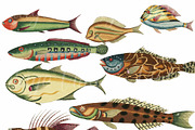 Beautiful Fantasy Fish Set 2, a Graphic by Digital Vintage (Thumbnail 2 of 2)