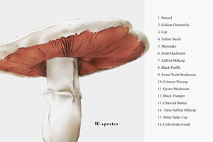 Mushrooms Illustrations. Fungi Set