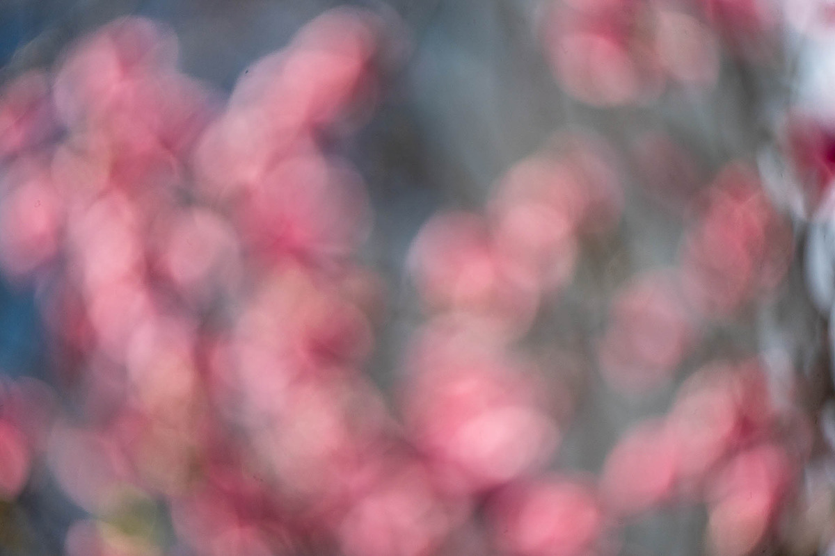 Pink Blossom Bokeh Background, a Nature Photo by Silent Nature (Photo 3 of 4)