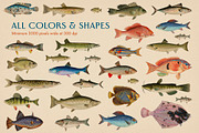 60 Vintage Marine Creatures, an Illustration by The Object Atlas (Thumbnail 8 of 8)