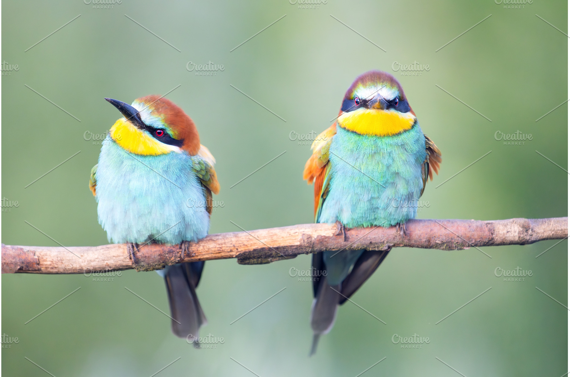 Pair of colorful European Bee-eaters, an Animal Photo by Pakosta