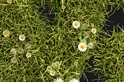 Daisy Font, a Font by Handmadefont (Thumbnail 4 of 9)