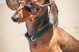 Dachshund dog with sunglasses featuring dog, dachshund, and dachshund dog