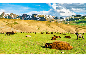 Herd of sheep in the mountains of stock photo containing sheep and, an Animal Photo by Leonid Andronov