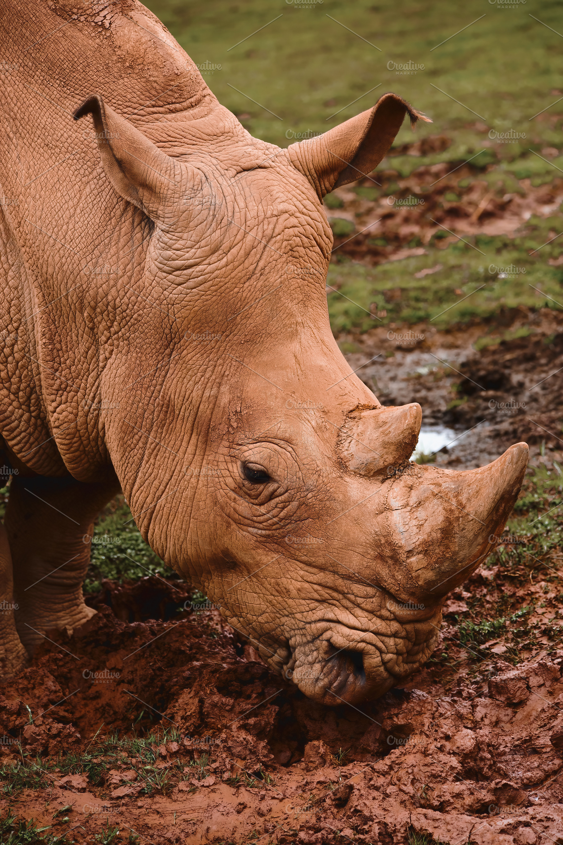 portrait of a mud-covered rhinoceros, an Animal Photo by Perpis