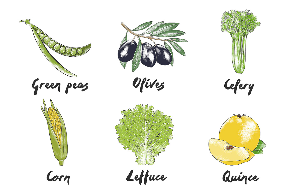 Set of 42 organic food sketches, a Food Illustration by Akimo Mia (Photo 5 of 8)