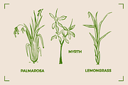 AROMATHERAPY (26 illustrations), a Healthcare Illustration by Bonfloret Studio (Thumbnail 2 of 11)
