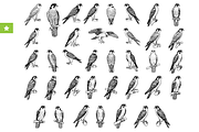 Falcon Engraving Illustration Set, an Object Graphic by RT Studio (Thumbnail 1 of 4)