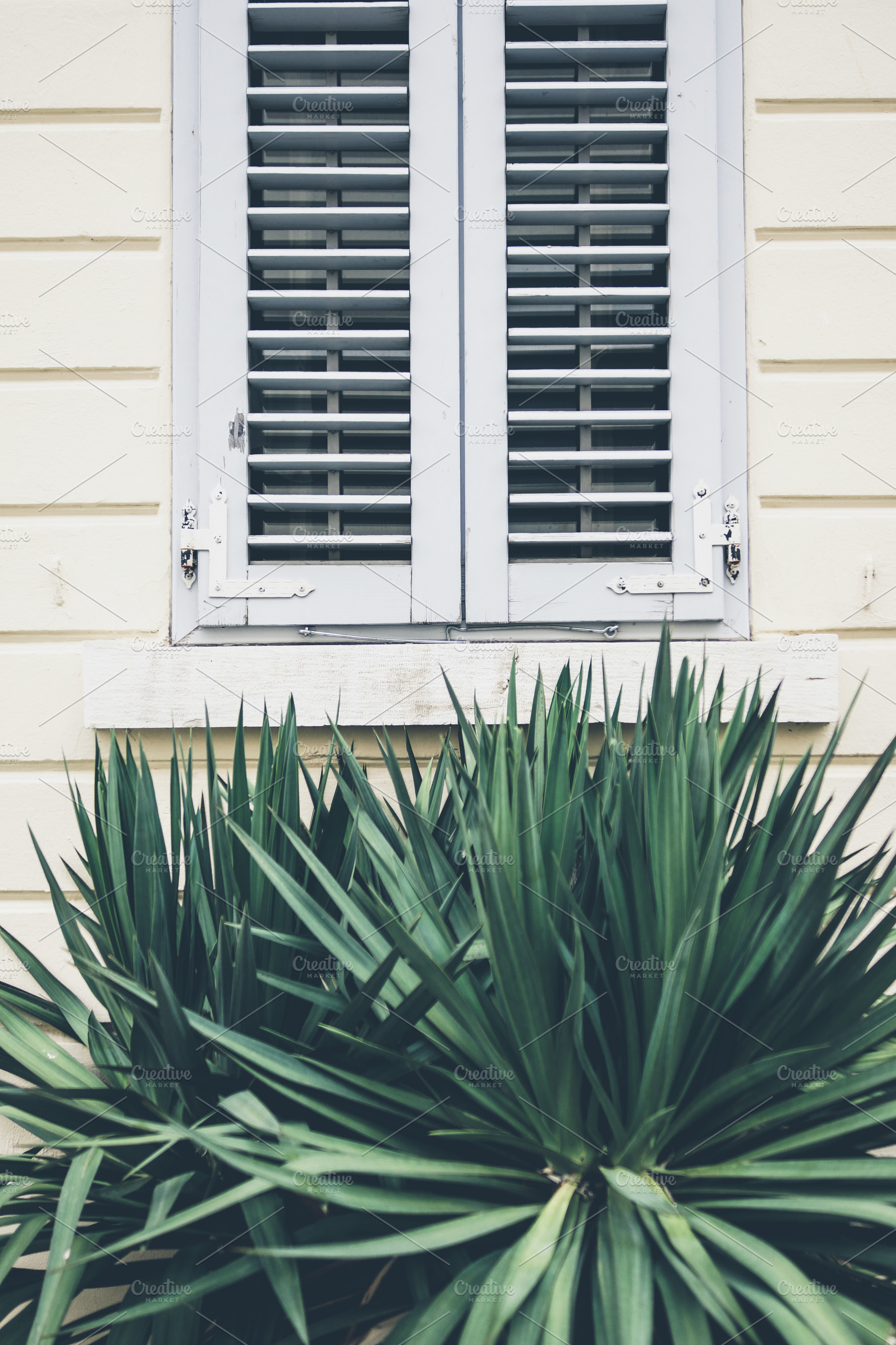 Yucca and Window, an Architecture Photo by Nazar Hrabovyi