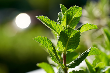 Fresh mint plant growing outdoors, closeup