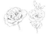 Lisianthus Floral Set, an Object Graphic by VictoriaKStudio (Thumbnail 4 of 5)