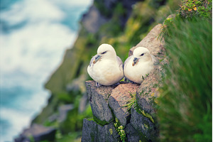 Couple of Northern Fulmar, Fulmarus, an Animal Photo by Nature and travel