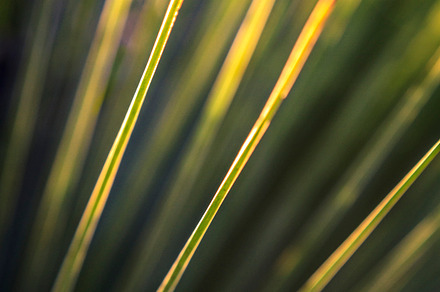 Backlit Grasstree Green Abstract