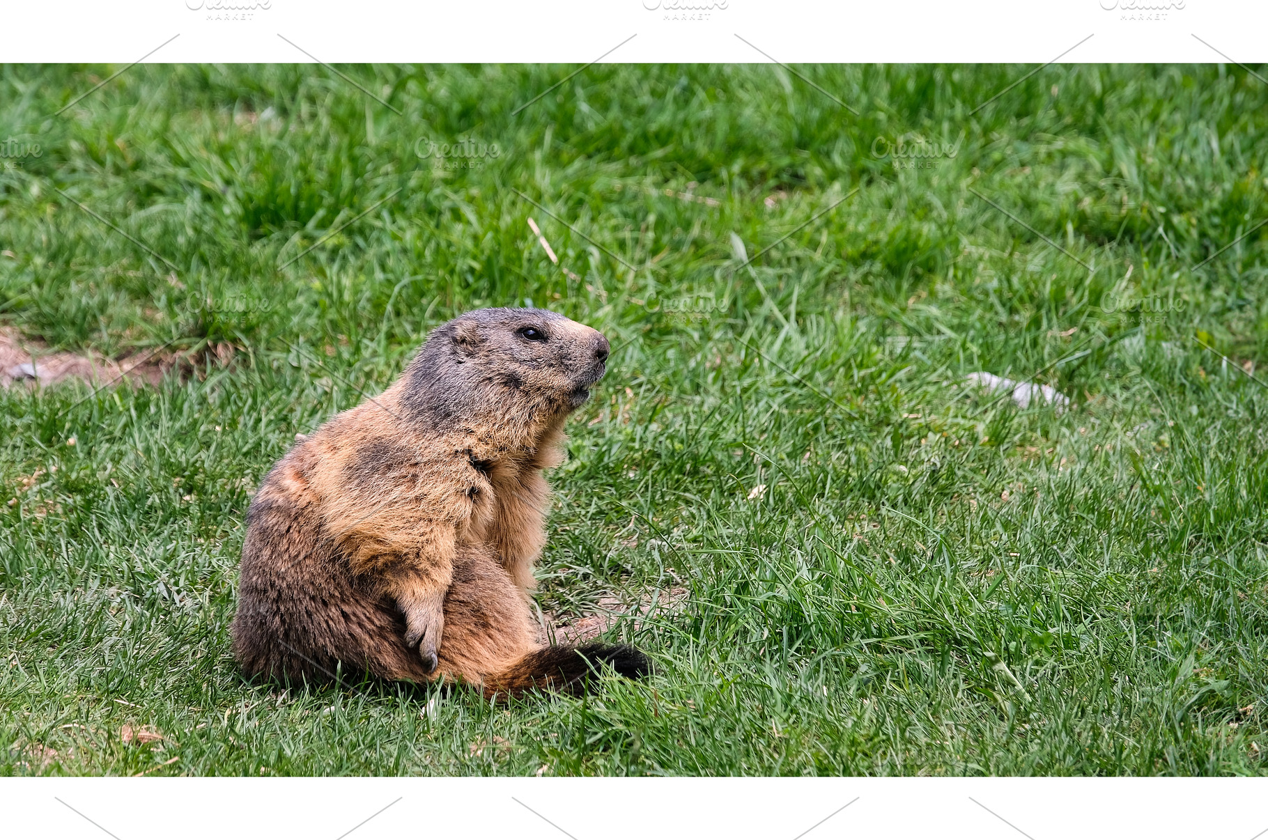 Alpine marmot, marmota marmota. It, an Animal Photo by reisegraf.ch