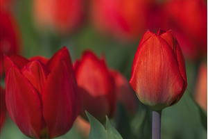 Bicolored red tulips in sunny day, a Nature Photo by Lukas Jonaitis SHOP