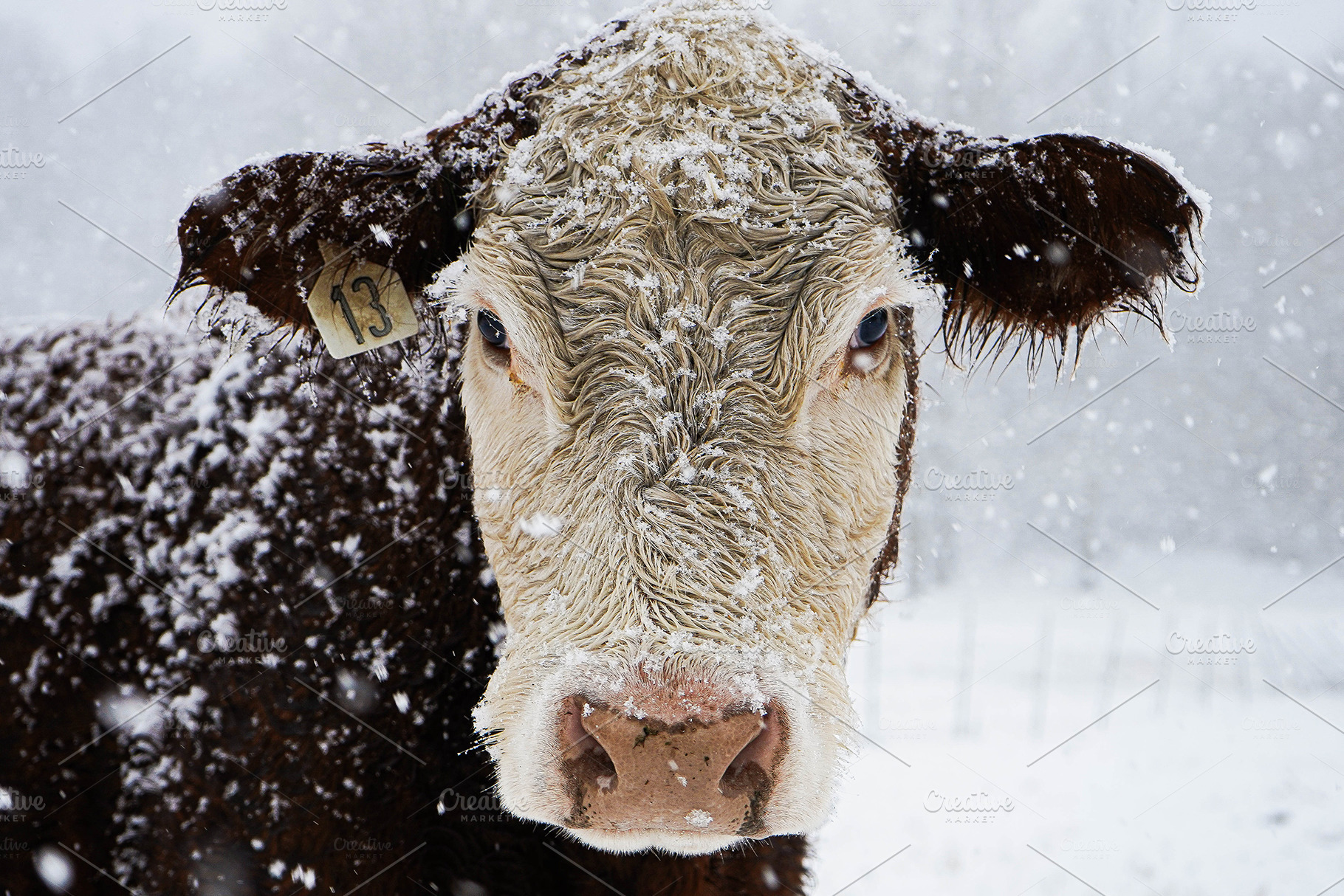 Snowy Cow, an Animal Photo by Paisley Barn Design