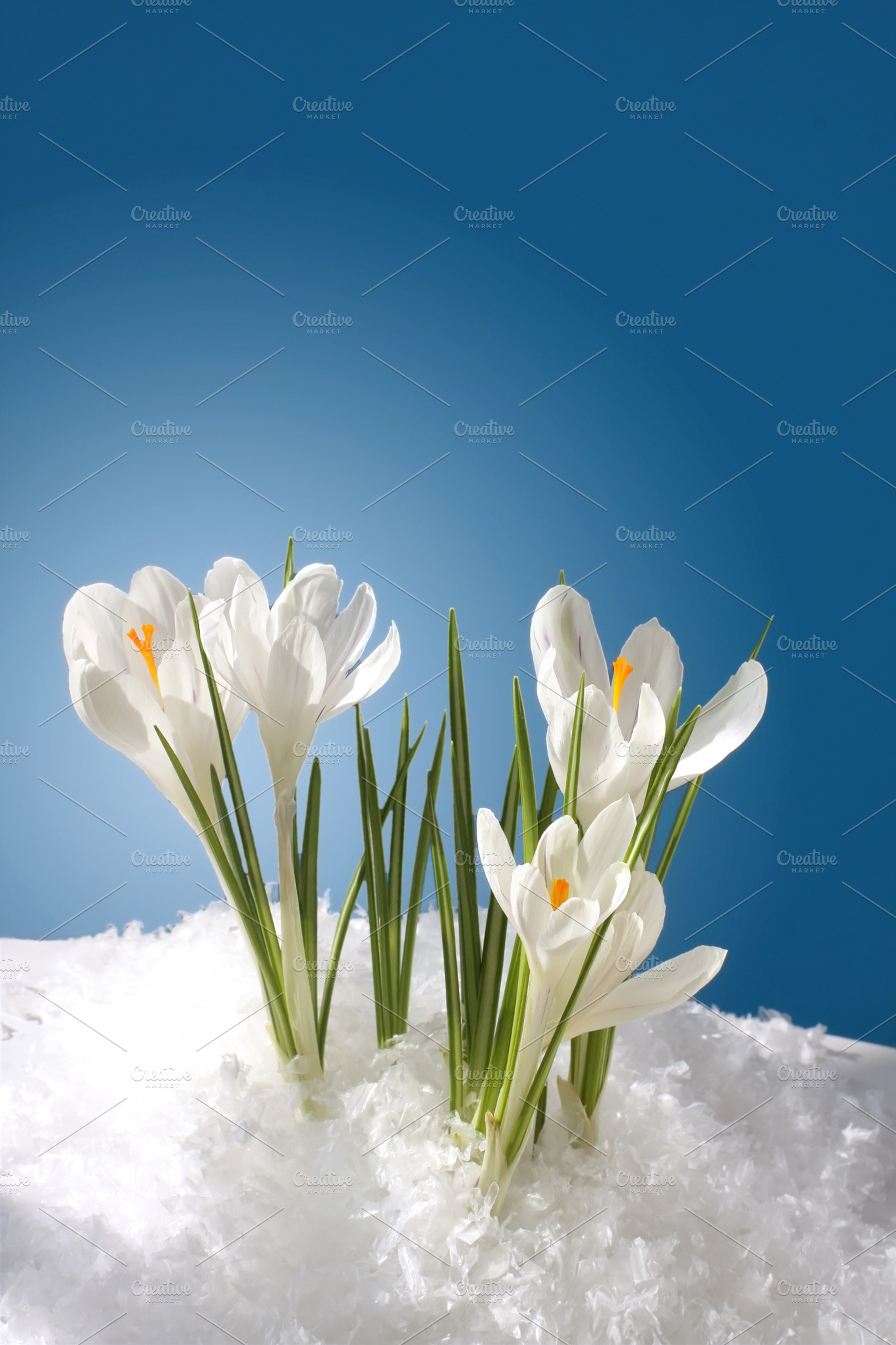 Snowdrops in snow featuring snowdrop, card, and cover, a Nature Photo by Liliia Rudchenko