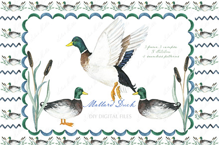 Watercolor duck Mallard Clipart, an Illustration by LABFcreations