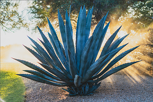 Blue Agave Sunrise