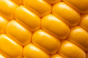 Extreme close-up of yellow corn kernels showing natural pattern, a Food & Drink Photo by Ales Munt