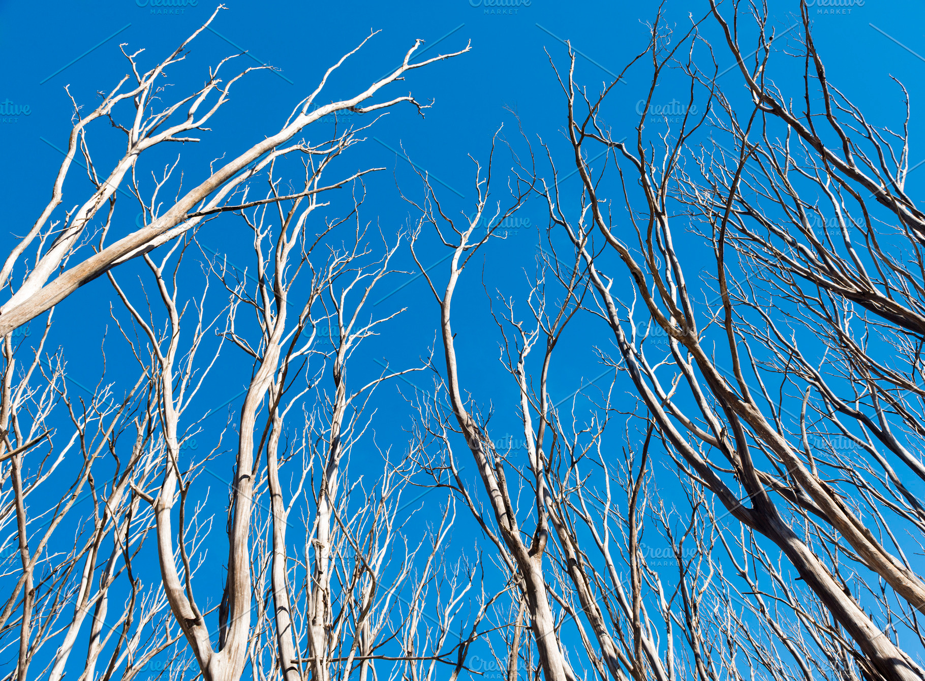 Bushfire Trees, a Nature Photo by THP Creative