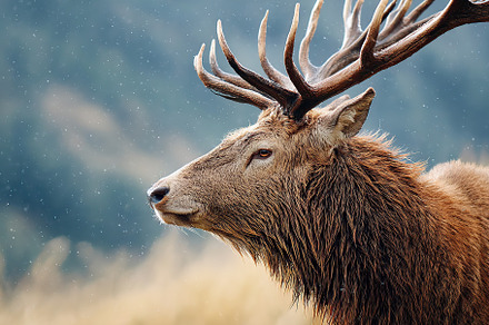 Majestic stag in a serene setting during early morning light, an Animal Photo by AlyaAnd