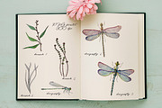 DRAGONFLIES. Watercolor clipart, an Illustration by digital_essence (Thumbnail 3 of 10)