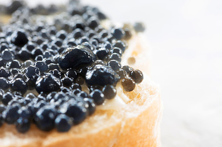 Expensive delicious black caviar containing caviar, sandwich, and black