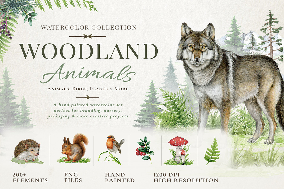 Woodland Animals Watercolor Clipart, an Animal Illustration by AnitaPol (Photo 1 of 17)
