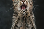 236 surprised animals, an Animal Photo by Handmadefont (Thumbnail 26 of 241)