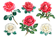 Red roses illustrations and patterns, a Texture Illustration by Sundra (Thumbnail 7 of 11)
